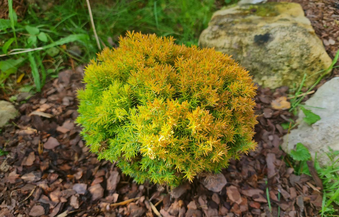 Что нового в мире туй? Модные и необычные сорта для средней полосы ...