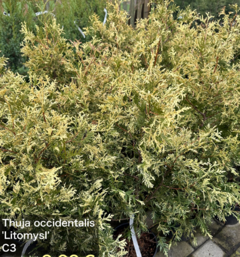 Что нового в мире туй? Модные и необычные сорта для средней полосы ...