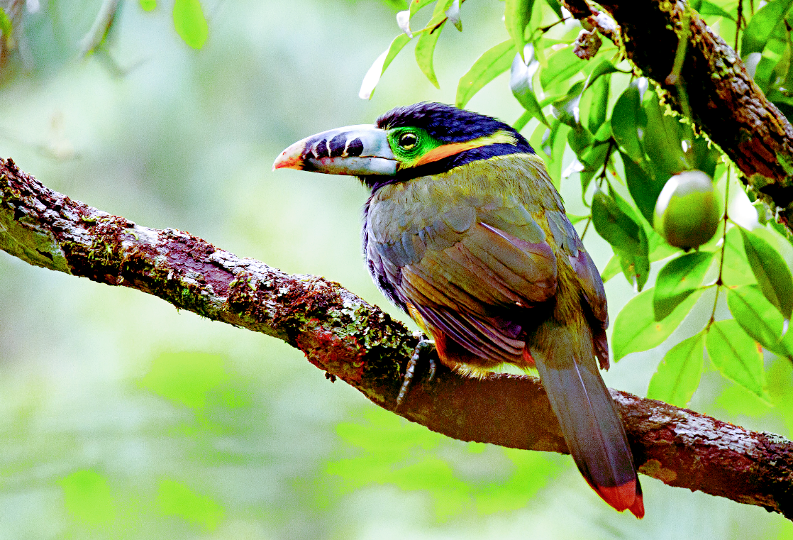 Лат. Selenidera maculirostris, фото: clasbio.ru