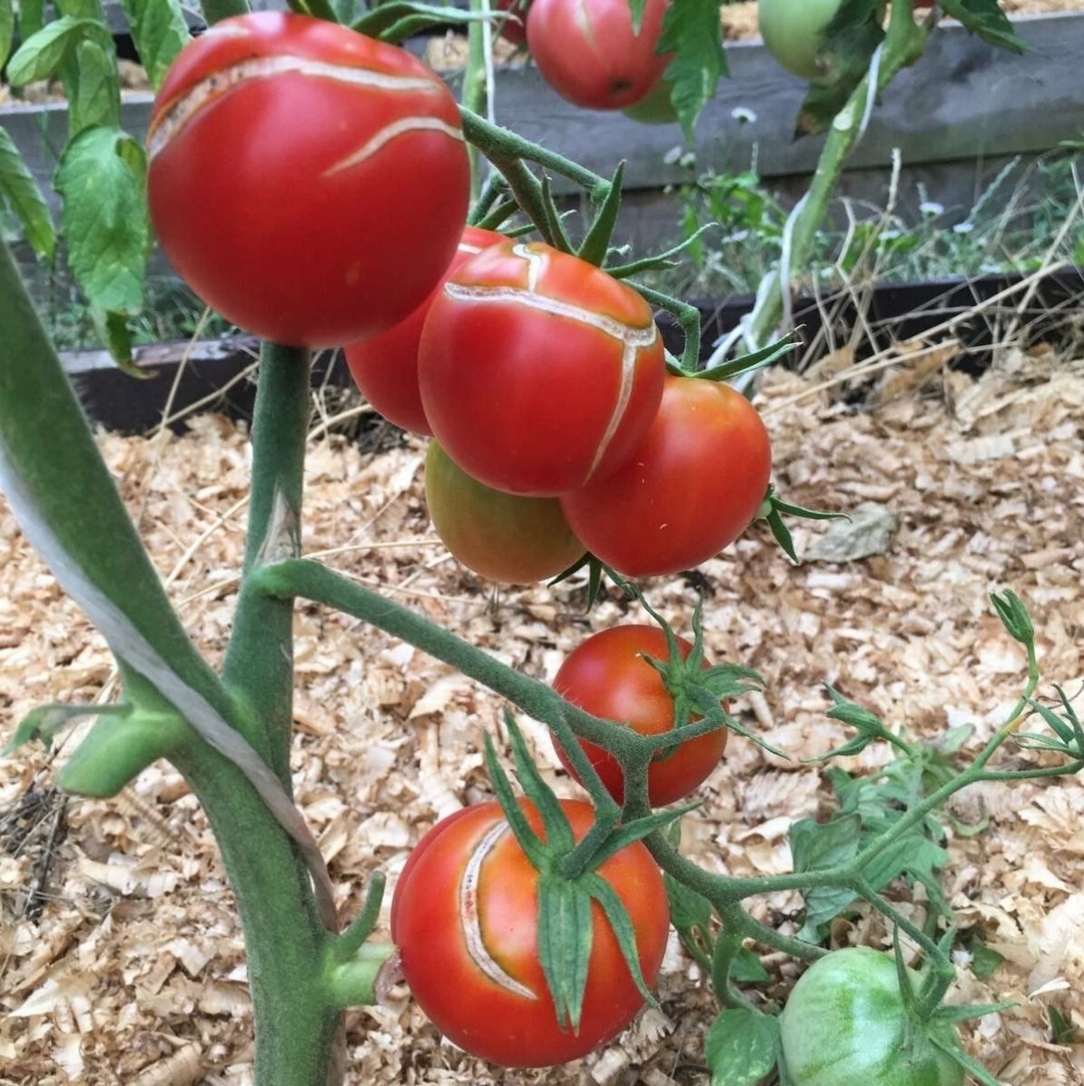 Треснутые помидоры