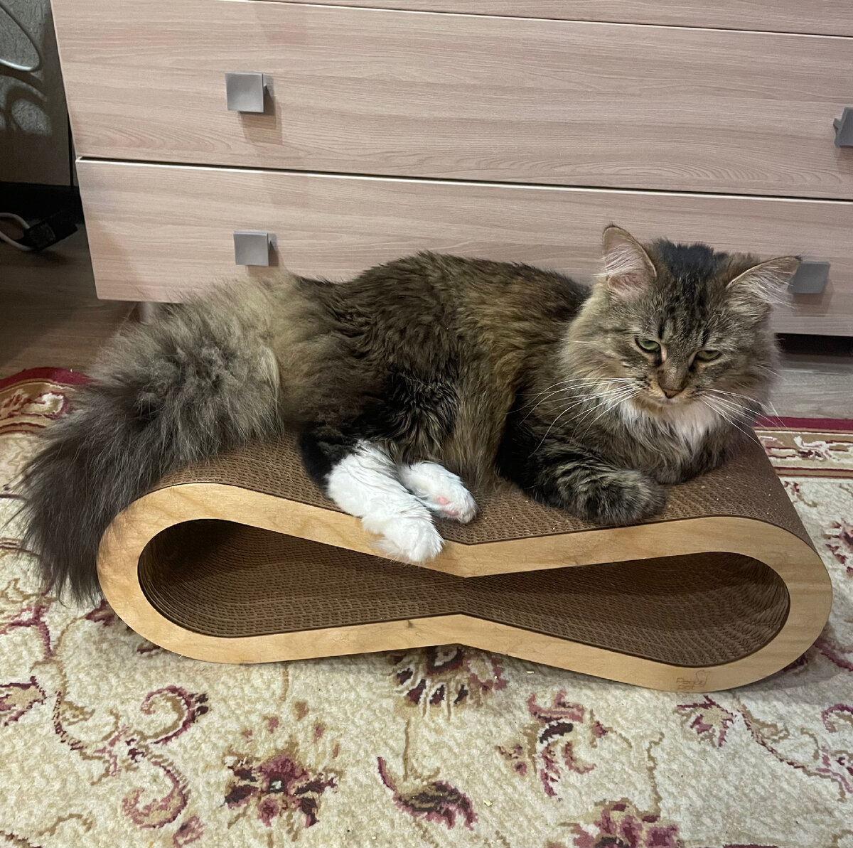 Переноска для котиков и мелких пород собак обязательна