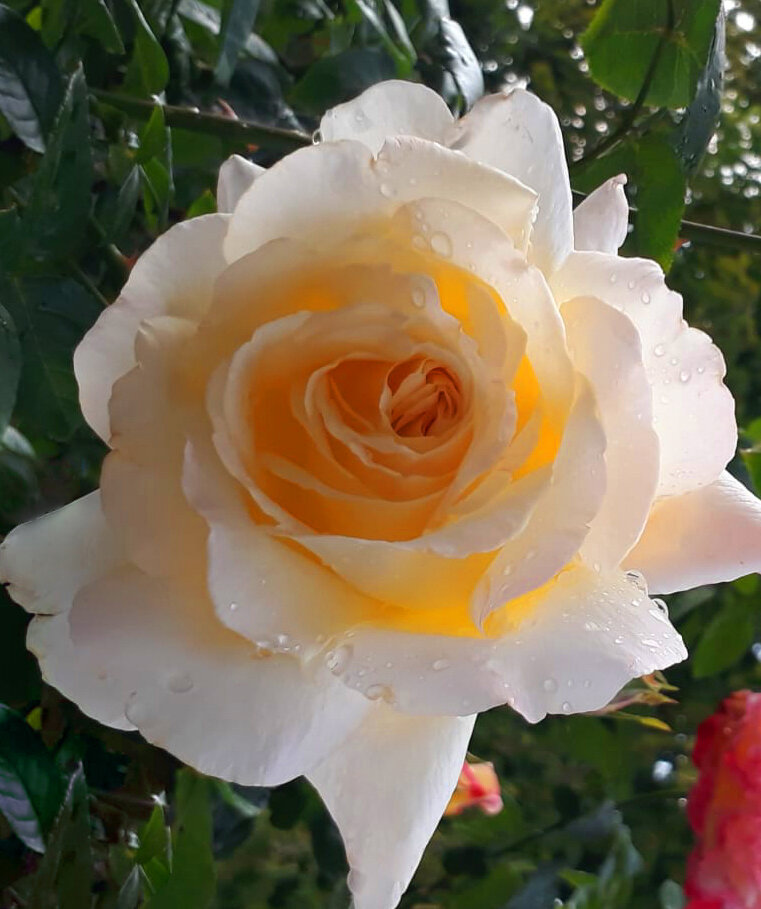 Глория Дей.