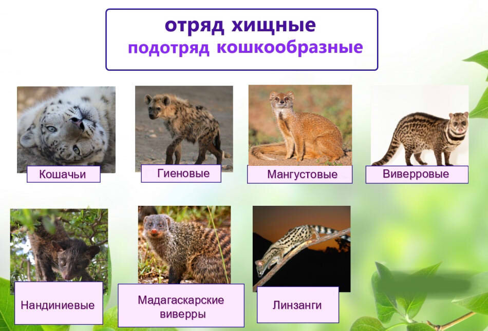 Отряд кошкообразных