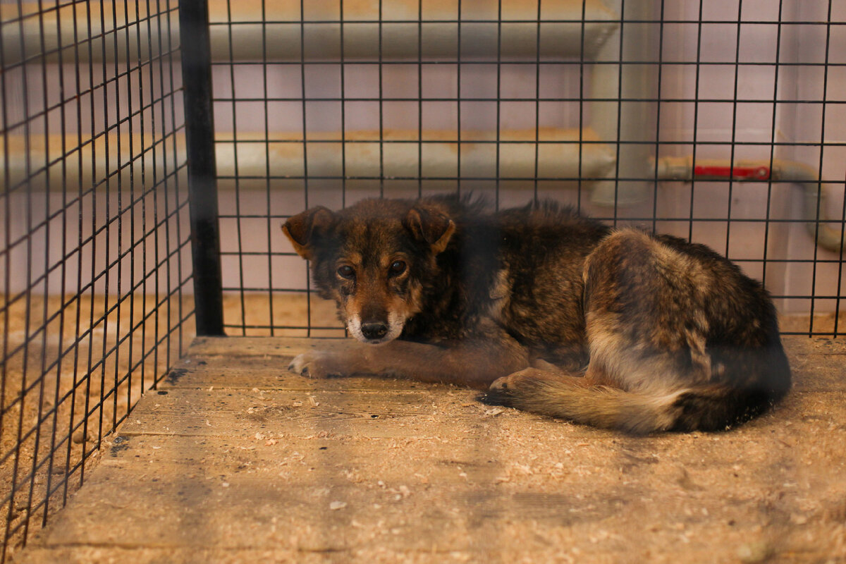 Бездомная собака в брянском приюте. Фото Екатерины Юрковой.