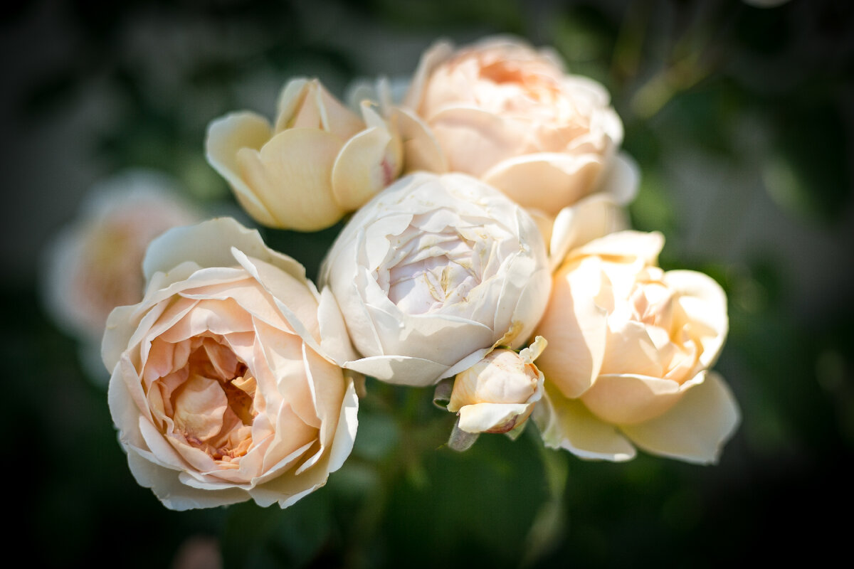 Роза английская Jude the obscure