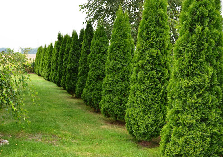 САД / ОГОРОД / ДАЧА