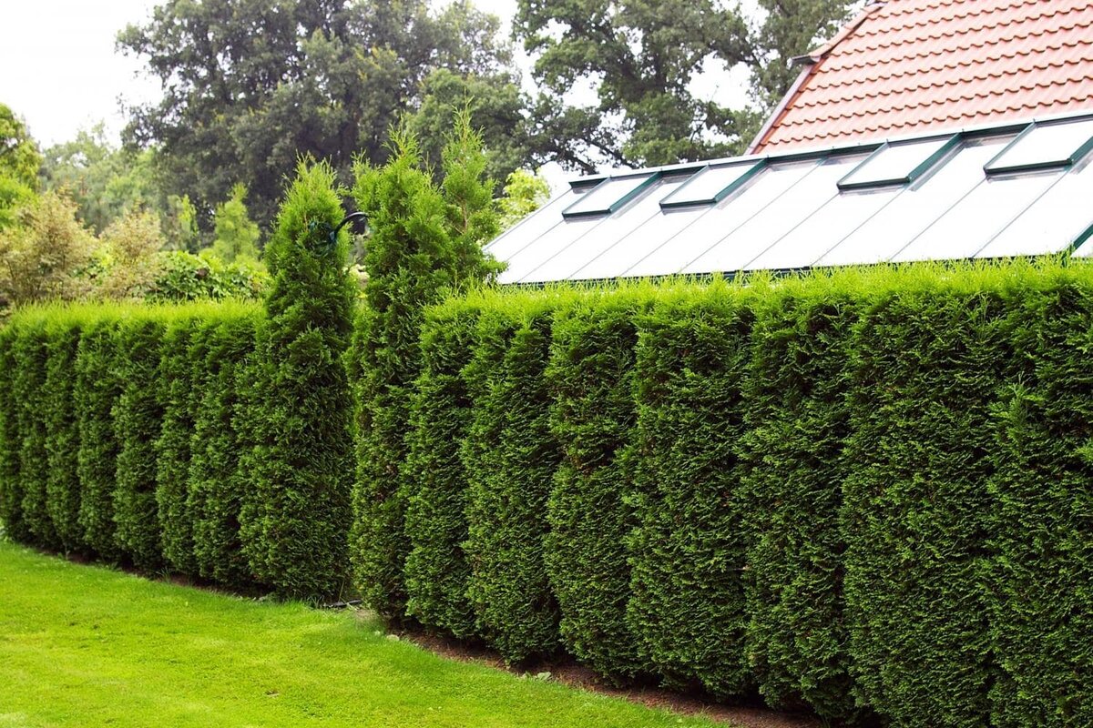 САД / ОГОРОД / ДАЧА