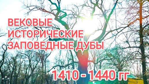 Вековые дубы в марте. Исторические заповедные дубы. Памятник природы. 1410 - 1440 г.г.!!!