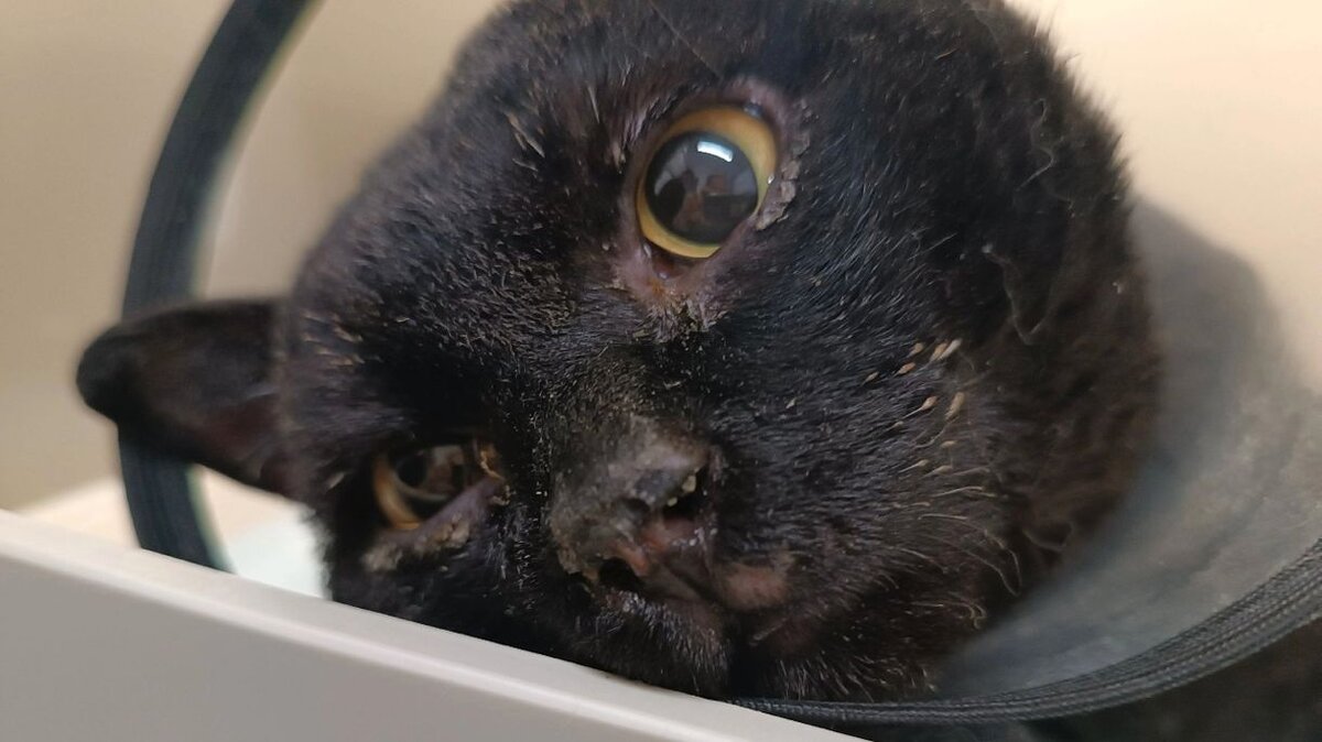 © Фото: центр помощи бездомным животным «Муркот»