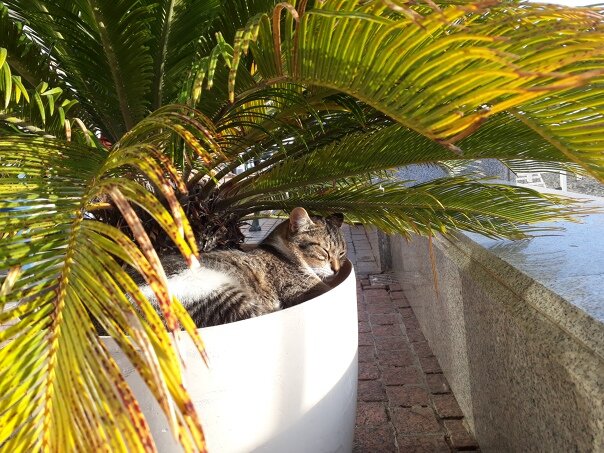 Кот подпальмовый. Фото из открытых источников