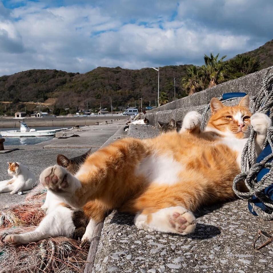 Морской котик. Фото из открытых источников