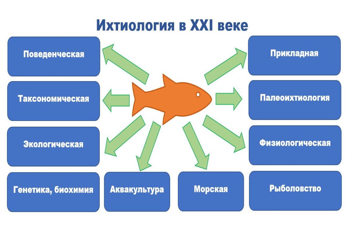    Основные специализации современной ихтиологии