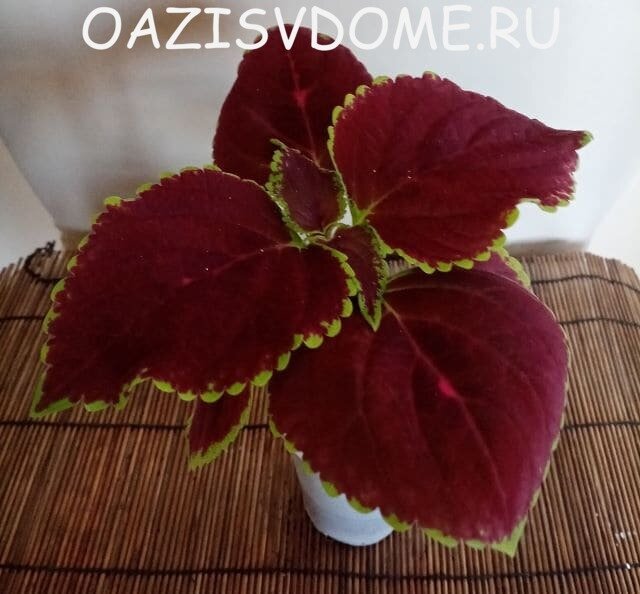 На фото подросшая дома рассада колеуса. 