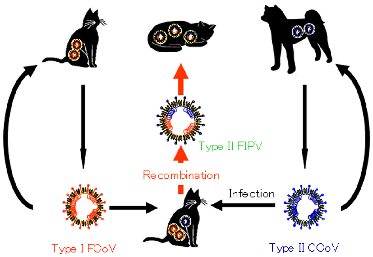 Понятная схемка из открытого внешнего источника
