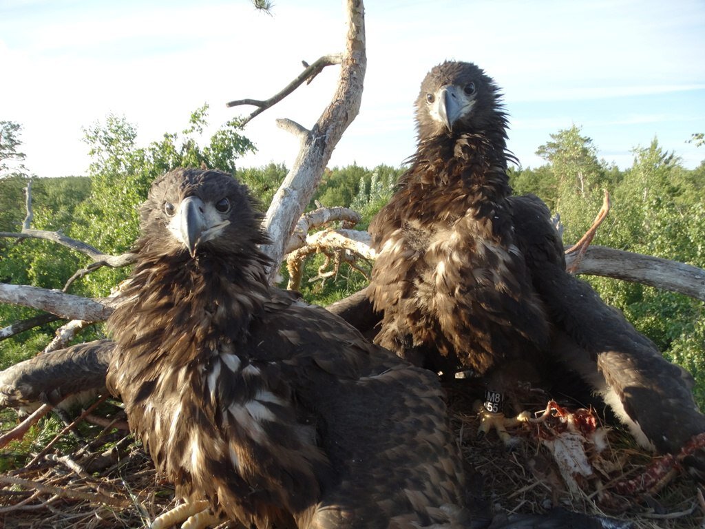 Детское фото дамы с кольцами
