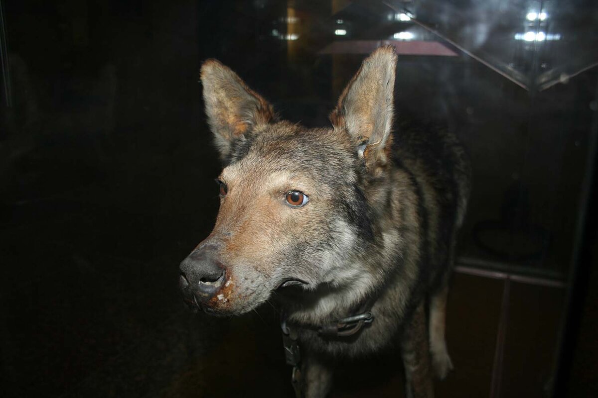 Замер в музейной витрине