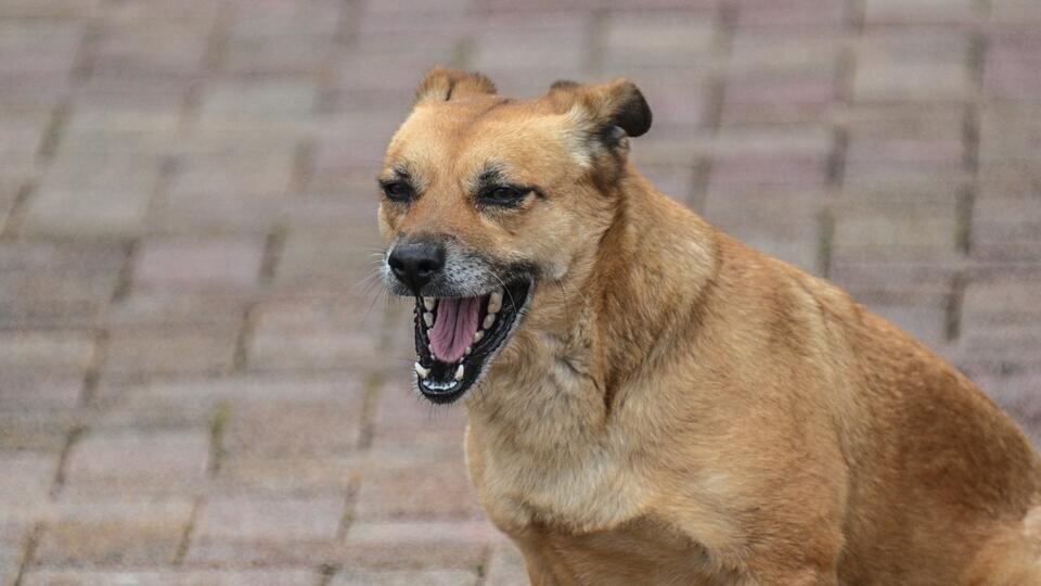 Фото: © РИА Новости/Рамиль Ситдиков