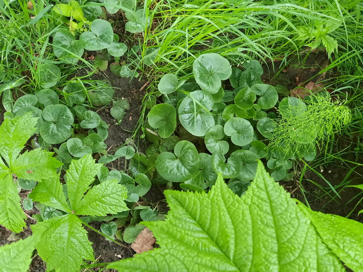хоста бордюрная. сорные травы. совместно произрастающие растения. непонятное растение. совместно произрастающие растения.
