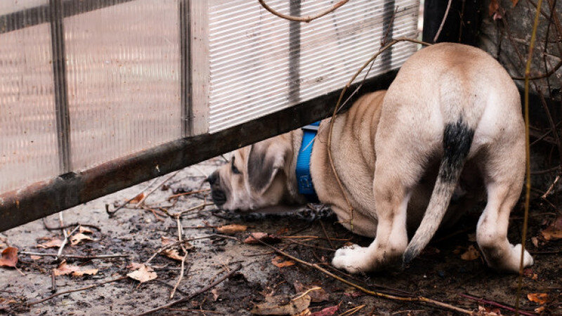     Грустный пес СС0