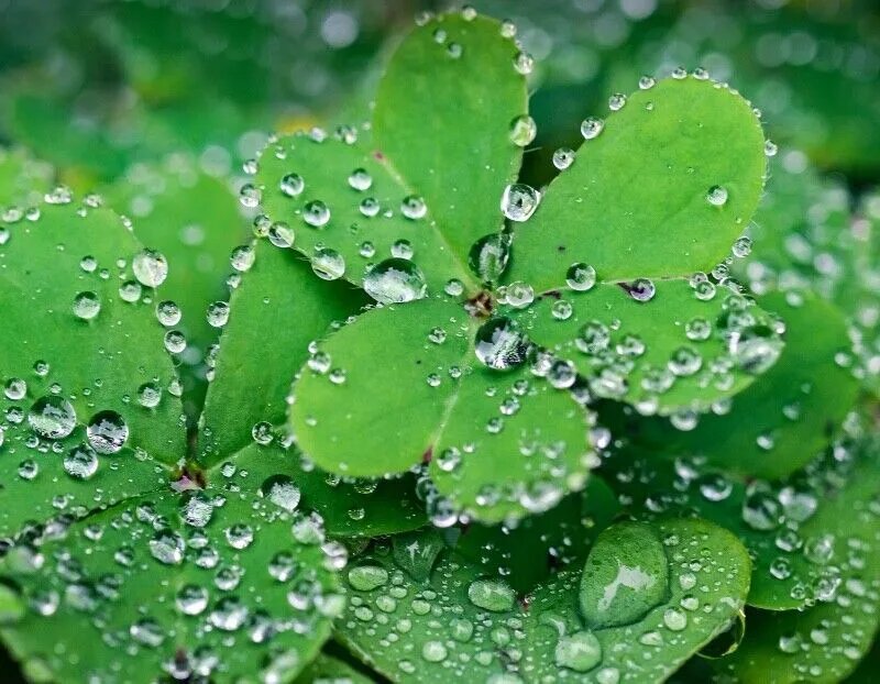  Листья клевера дьякон Патриций использовал для объяснения догмата Троицы   Фото Wirestoc, Freepik