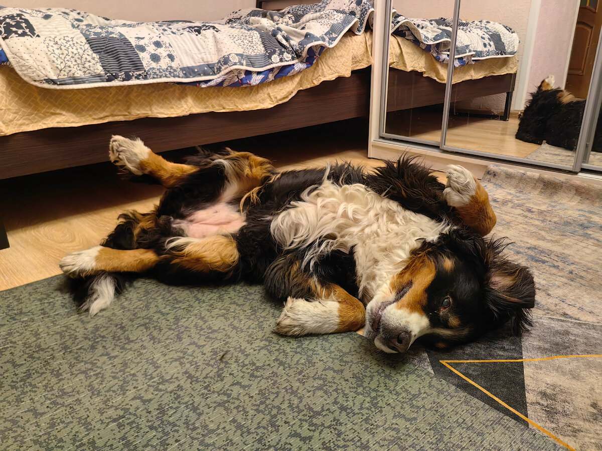 Тася всегда не против чтобы ей почесали пузико