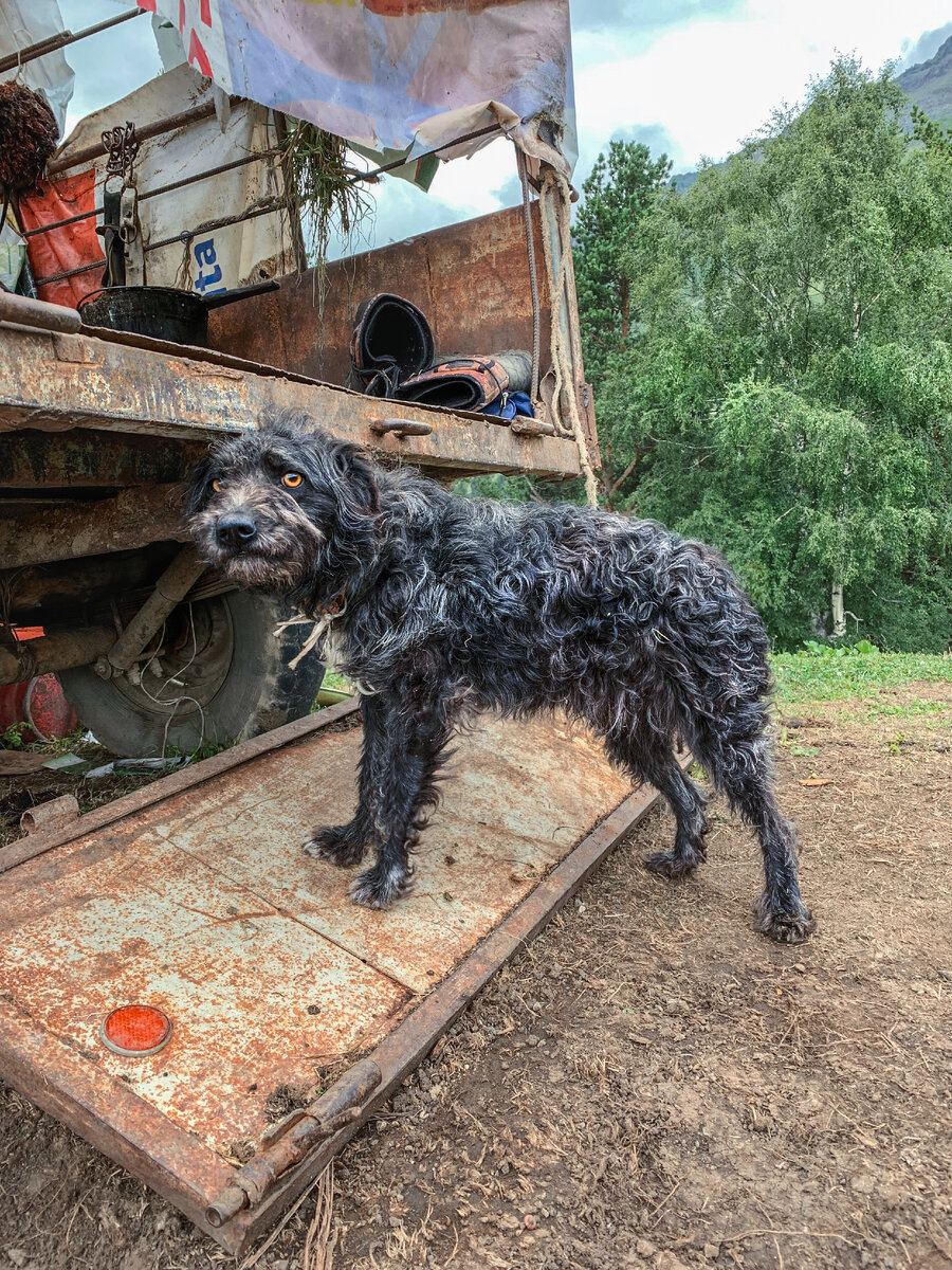 Это Цыган! С ударением на "ы". Настоящий горный пёс!