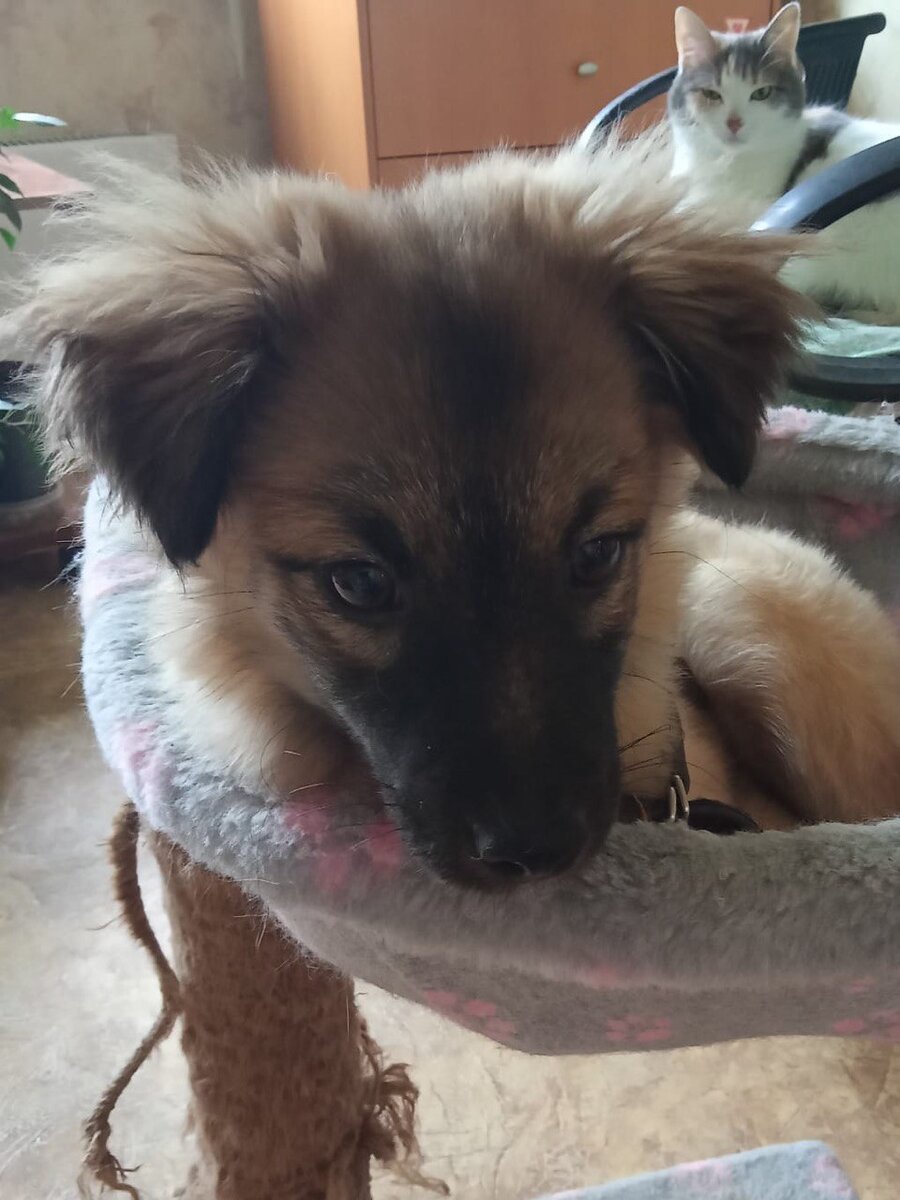 Стефану нравились и нравятся кошки!