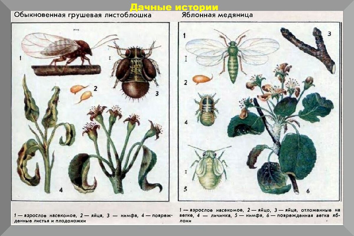 Как победить вредителей в саду и огороде: только самая беспощадная борьба с  вредителями сада и огорода может дать результат | Дачные истории | Дзен