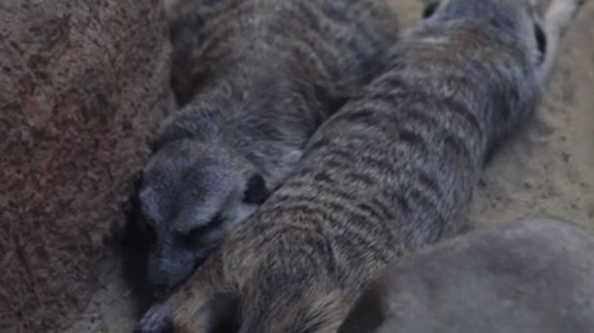    Фото: Telegram / Светлана Акулова