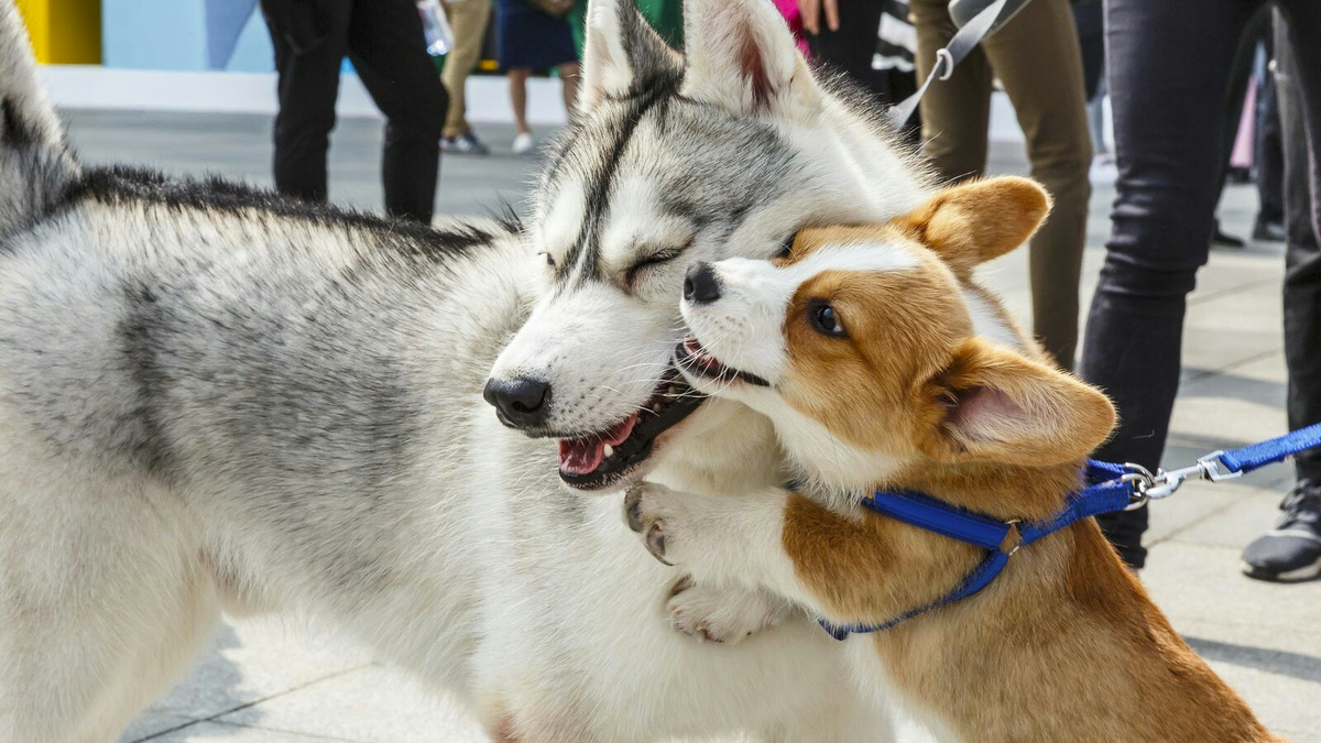    У корги и хаски родились красивейшие щенки