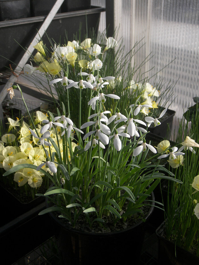 Новогодние "подснежники" - фото автора канала "Ячейковый сад"