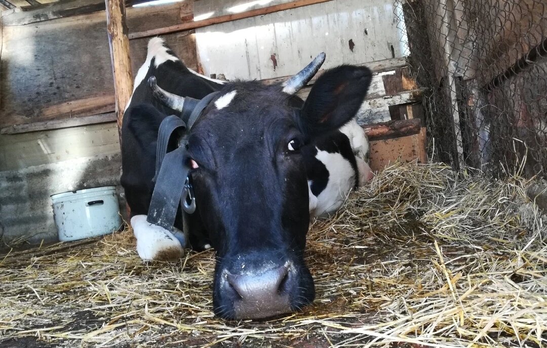 Фото из архива нашего лпх. Ночка 2019 год апрель месяц, нашем легокоровнике. Почему легокоровник? А вот это друзья, товарищи, умнички и молодцы, узнаете совсем скоро.