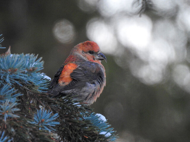   В елках в центре Курска впервые за последние 86 лет были замечены клесты-еловики