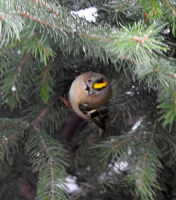    Желтоголовый королек весит всего 4–8 граммов