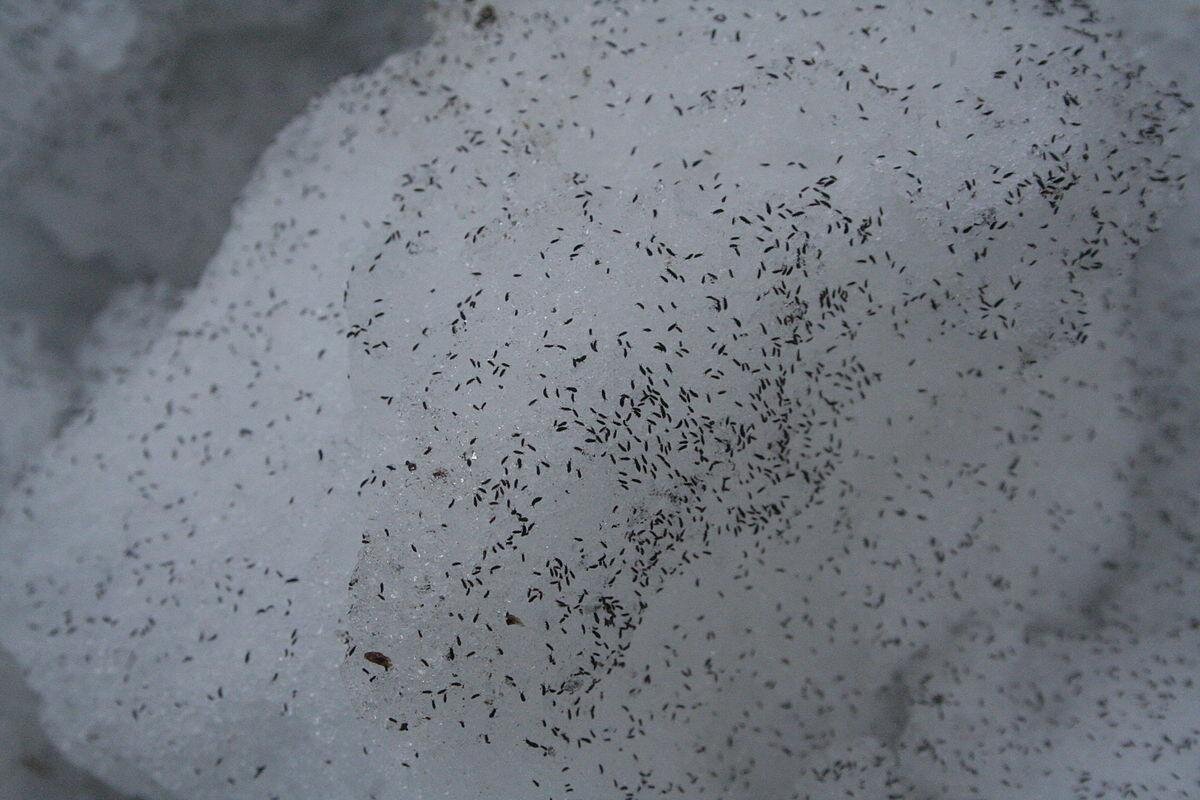    глетчерные блохи Фото: «Википедия»