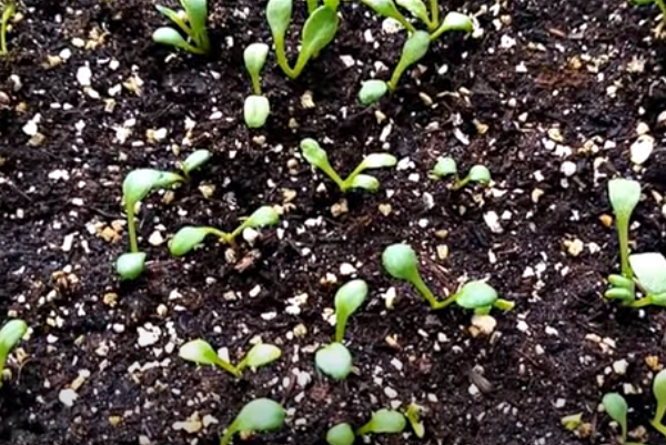 Всходы пиретрума через 10 дней после посева. Фото автора