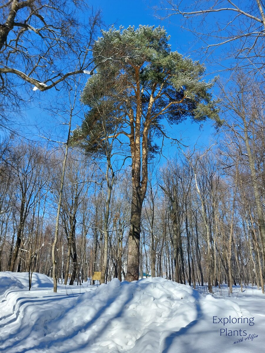 Сосна веймутова (Pinus strobus L.),, возраст 256 лет, Казань, март 2024 г.