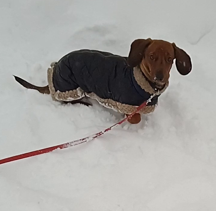 Собака в городе