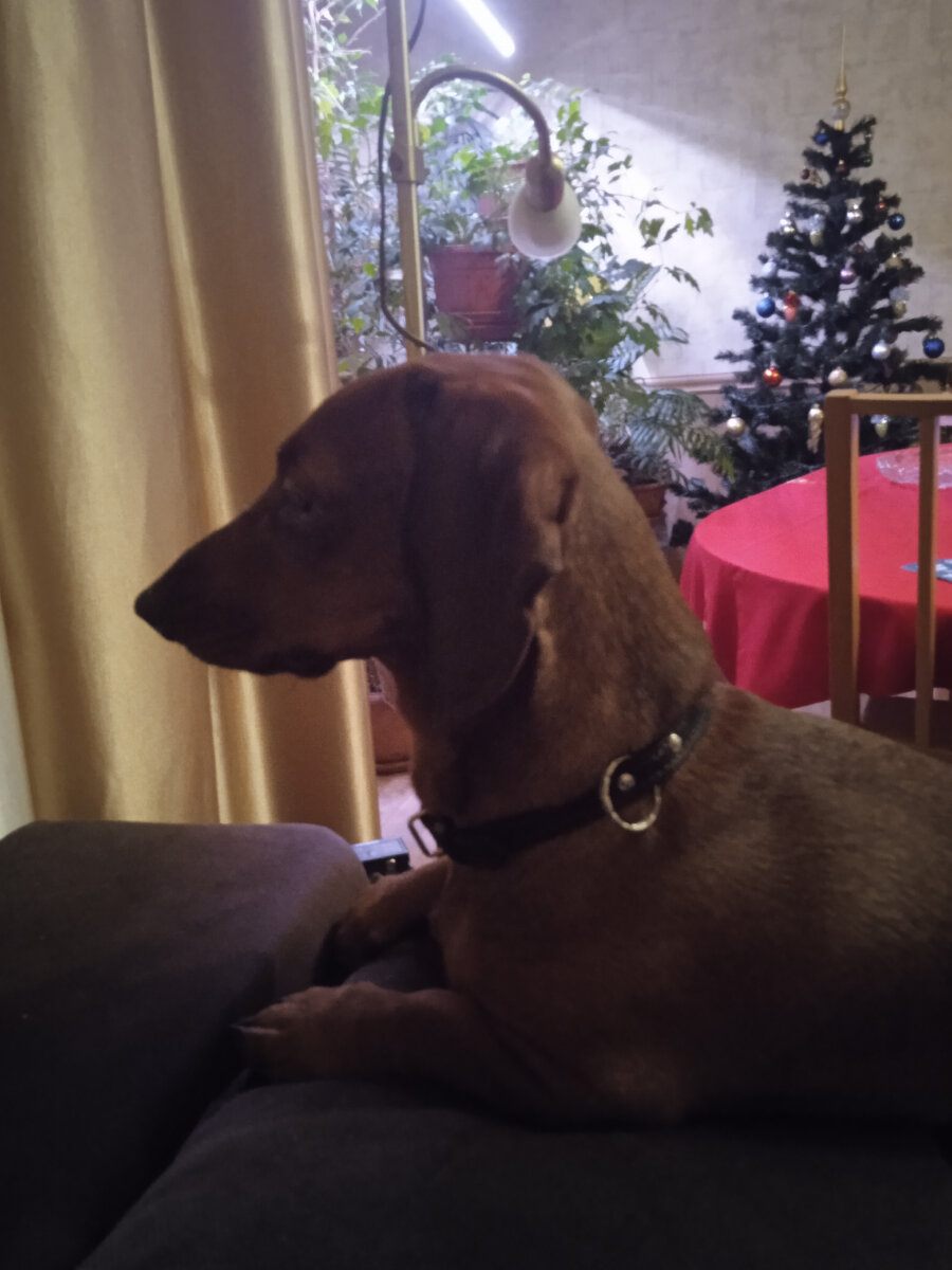 Собака в квартире