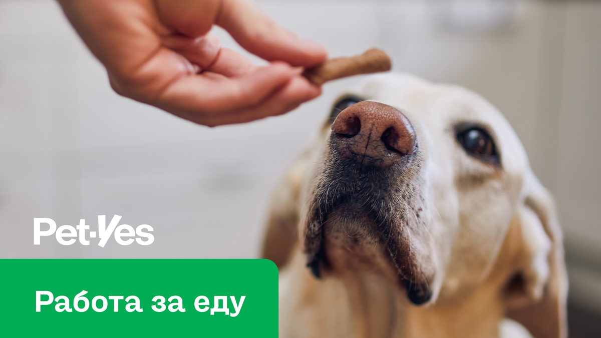 Работа за еду: нужно ли убирать у собаки миску и кормить только из рук? |  Pet-Yes. Биржа домашних животных | Дзен