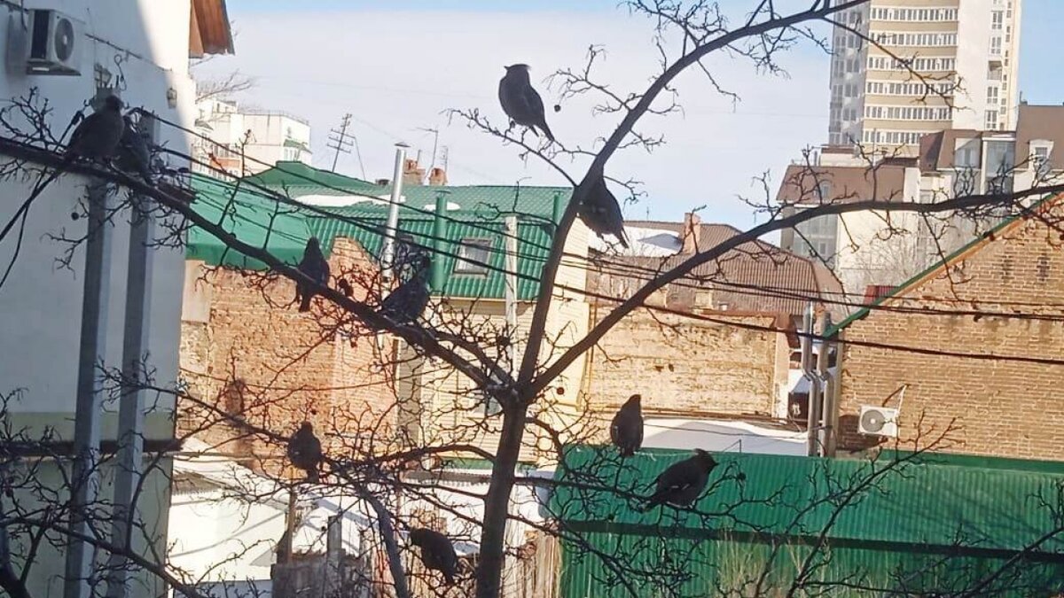    Очевидцы: по Саратову уже 2 дня летают стаи пьяных свиристелейНовости Саратова и области – Сетевое издание «Репортер64»