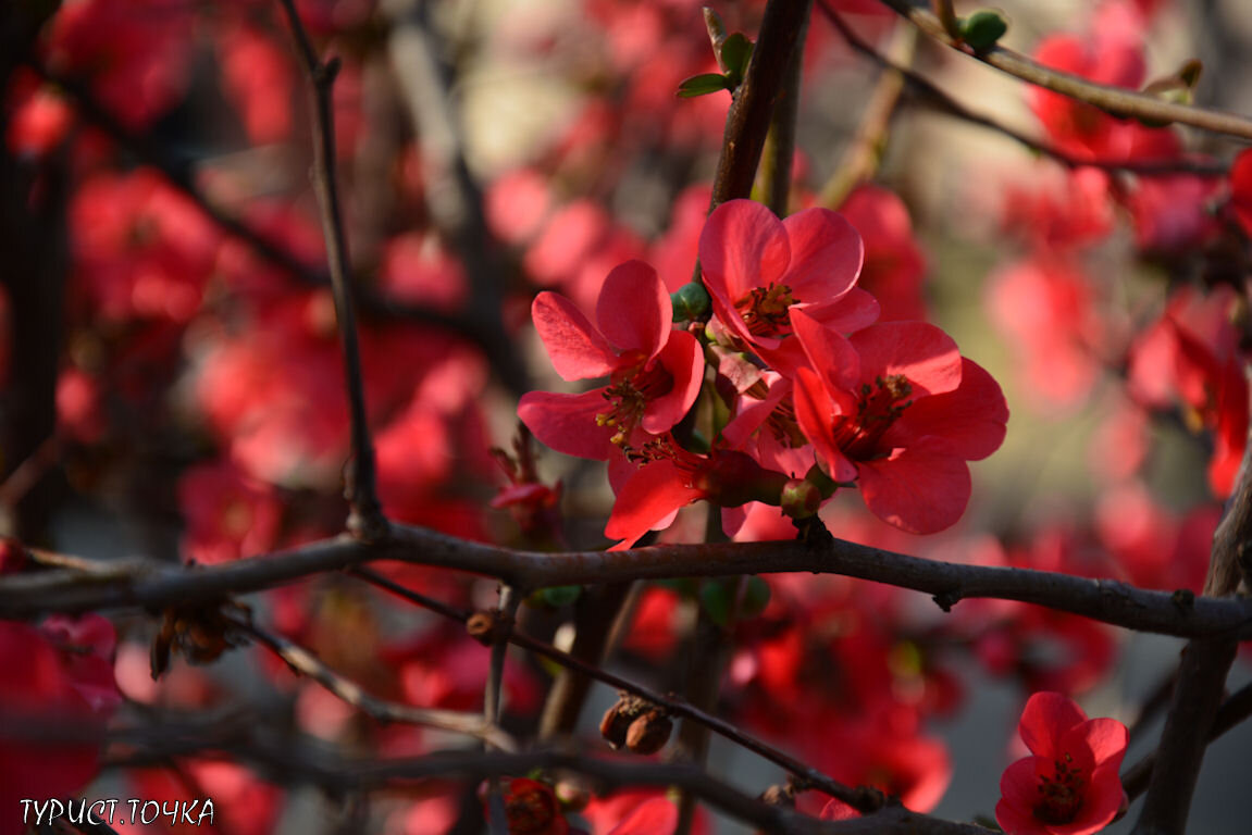 Цветущие магнолии, абрикосы, вишни, море цветов на газонах – всё это радует взгляды в начале весны в Геленджике, городе-курорте Краснодарского края.