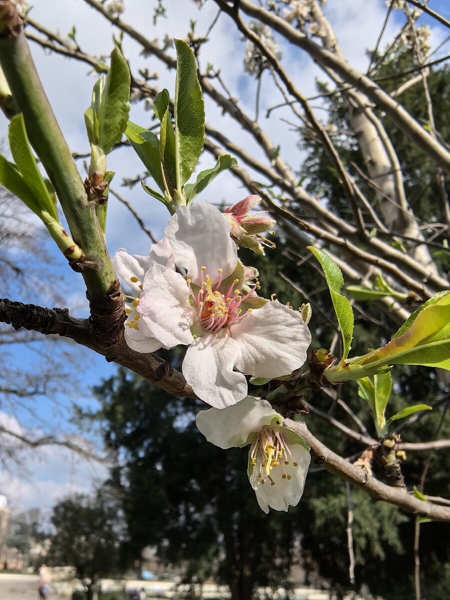    HUAWEI Mate 60 Pro+