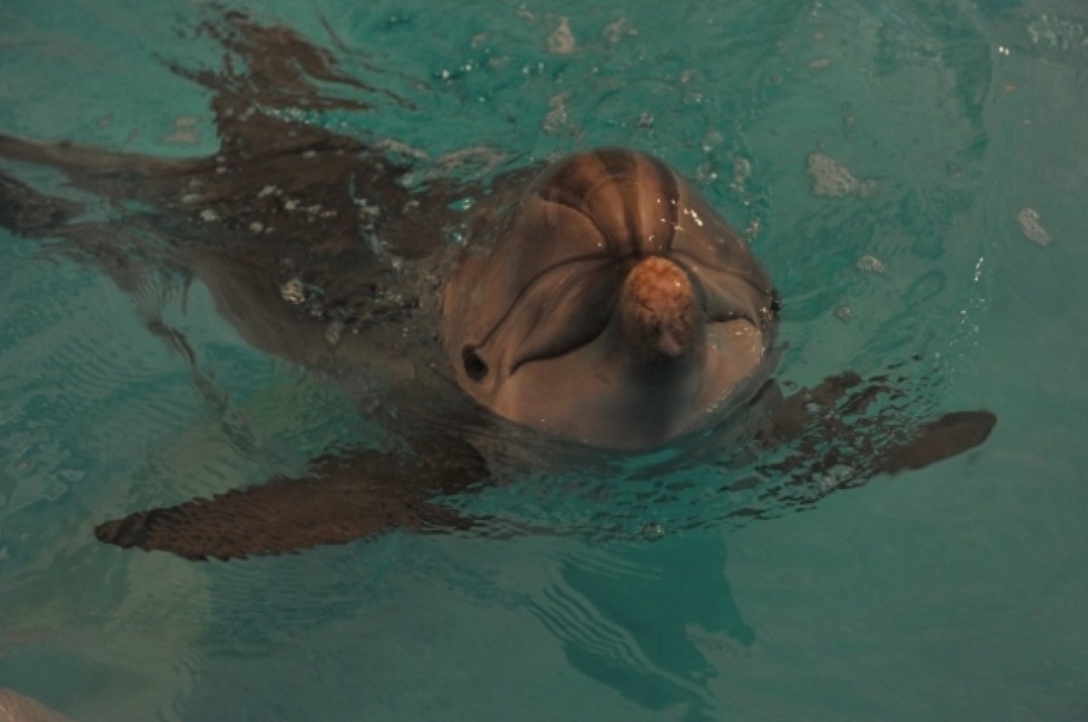 Dolphin incident Dolphin incident