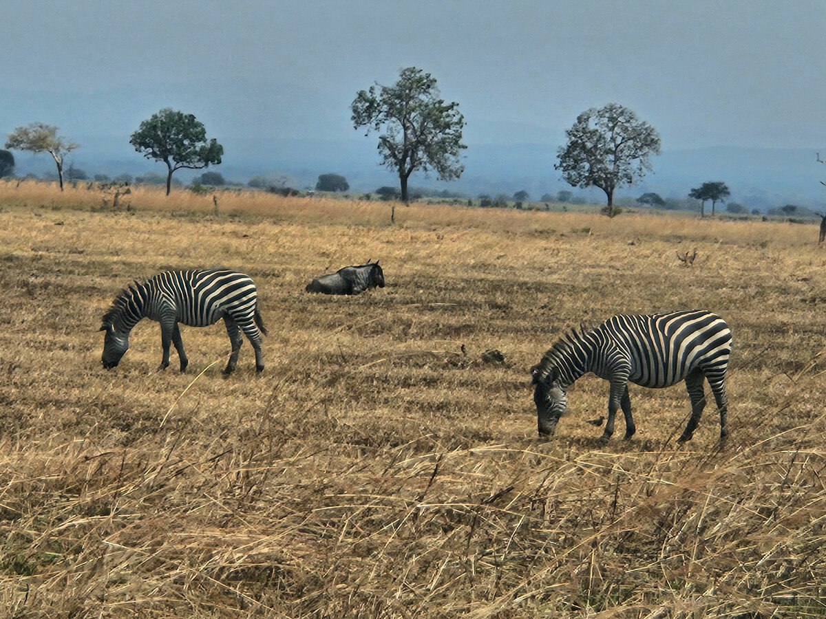 Национальный парк "Serengeti"