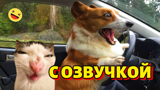 хаски и котенок. смешное видео с хаски и кошкой. приколы про животных с озвучкой. драки котов с озвучкой. котёнок троглтельное видео.