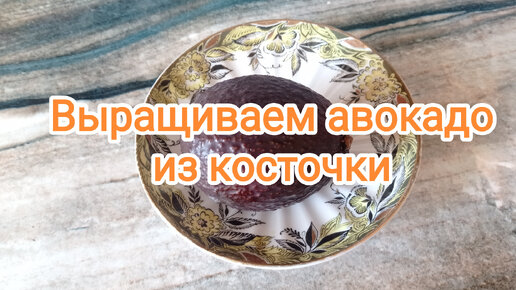 🥑Выращиваем авокадо из косточки🥑Авокадо Хасс🥑Авокадо на подоконнике🥑