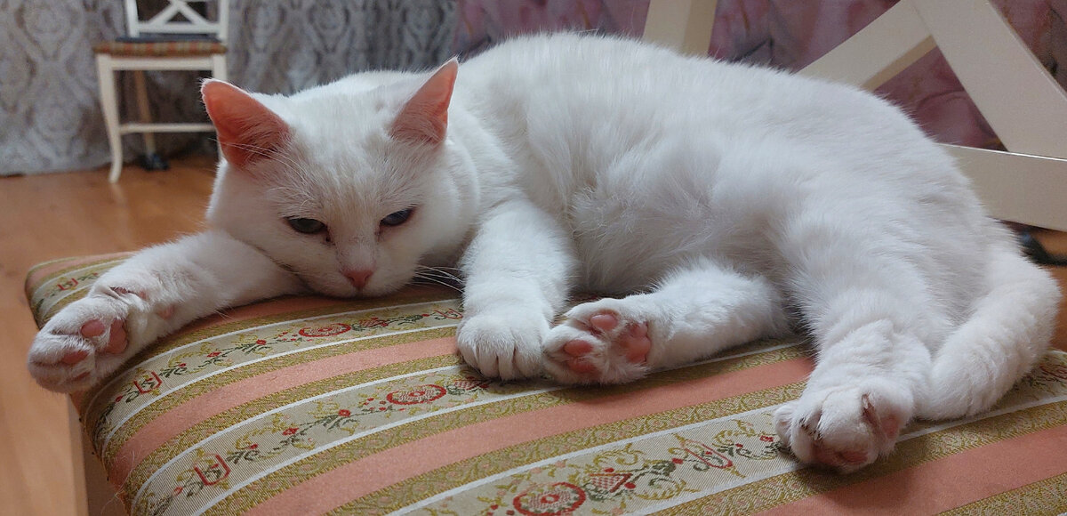 Кошка тоже в восторге.