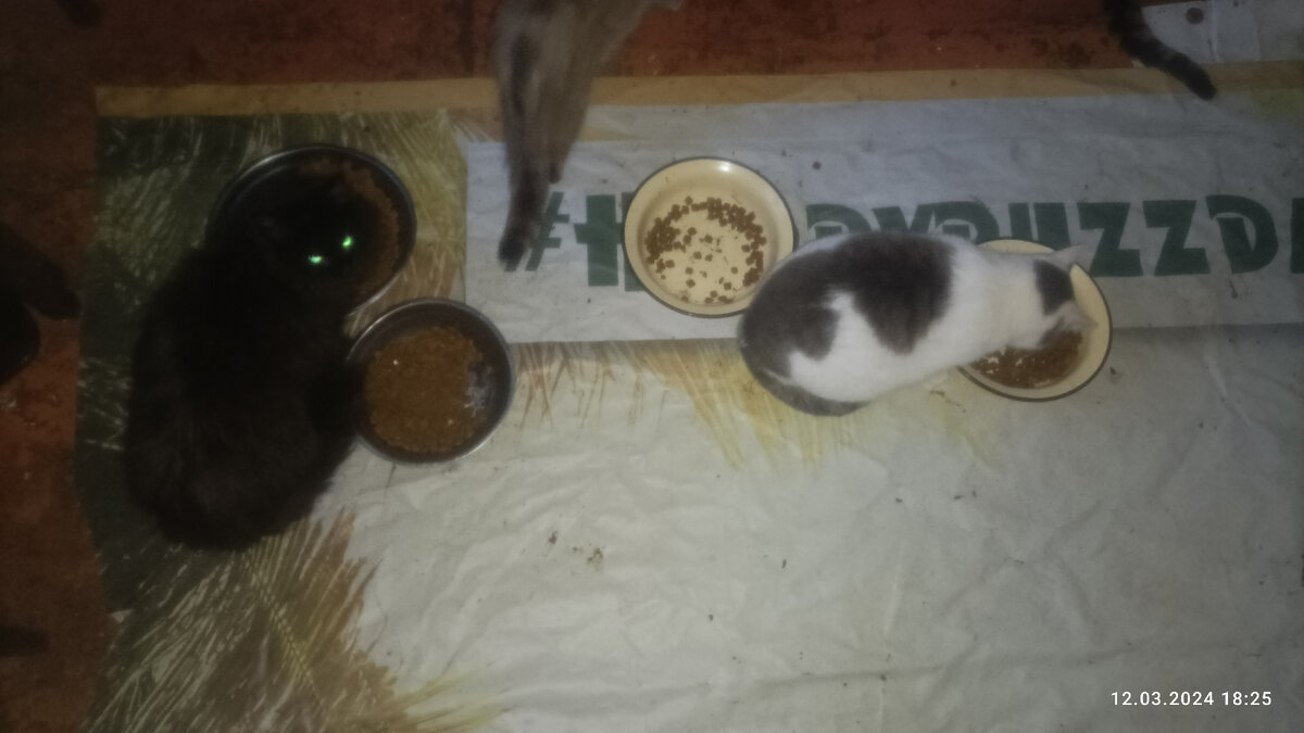 Второй дом. Слева Манечка, справа Нотя. 