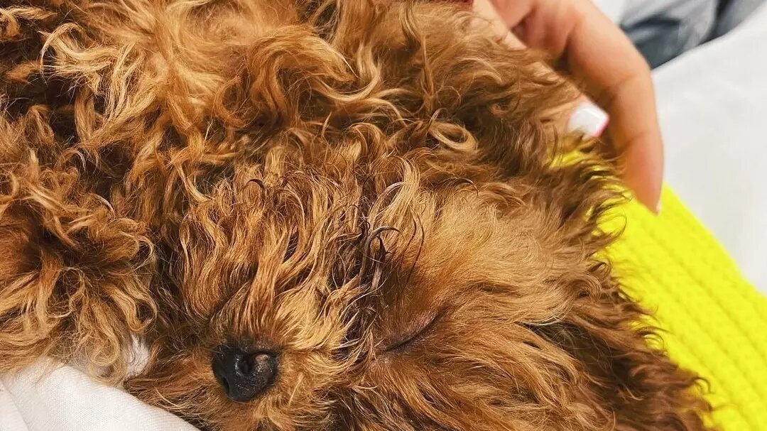     Супруга режиссера, уроженца Нижегородской области Жоры Крыжовникова обвинила ветеринаров в гибели своего питомца. Ольга Долматовская отметила, что для них с мужем мальтипу по кличке Пальма «была как любимый ребенок». Об этом сообщается в Telegram-канале «SHOT ПРОВЕРКА».